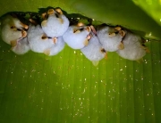 bats