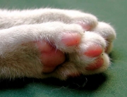 cat paws