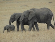 elephants