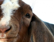 goat