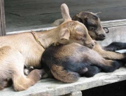 Random baby goat cuteness