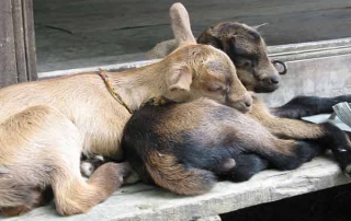 Random baby goat cuteness
