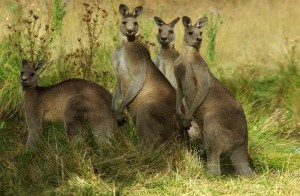 Kangaroo Family