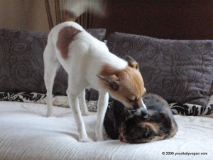 Dog licking Cat