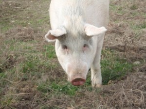 Pig living at Farm Sancturary