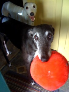 MerlinandJackson Jackson (in back) with Merlin (in front) ~ RIP Sweet Boy ~ 1999 - 2009