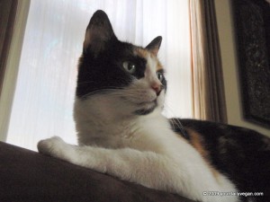 Lakini is a sneaky kitty
