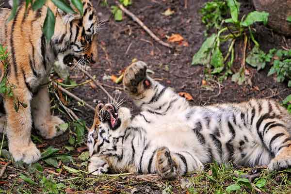 SiberianTigers