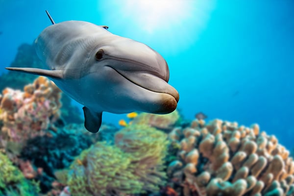 Mayor of Fishing Village Defends Dolphin Slaughter - Your Daily Vegan