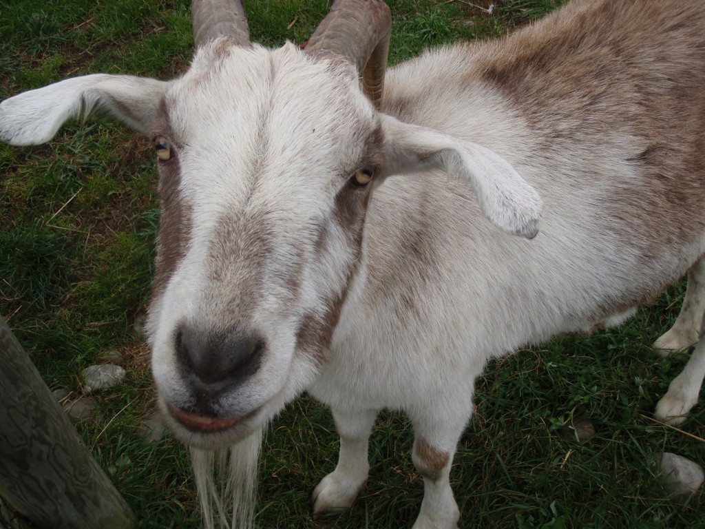 DiMaggio the Goat Farm Sanctuary