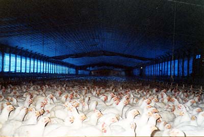 CAFO Concentrated Animal Feeding Operation