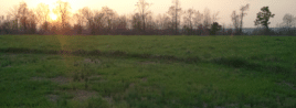 Green Grass Brandon Hopkins