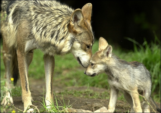 Grey Wolf and Cub