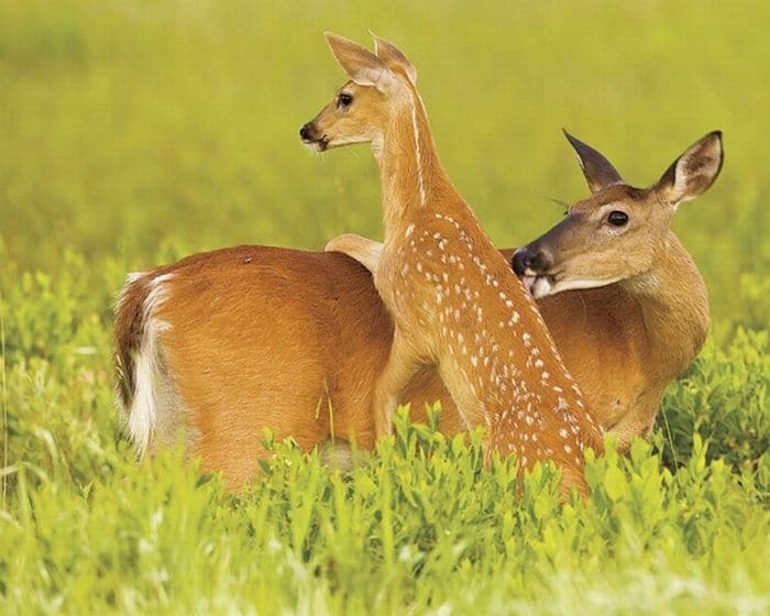 Doe and Faun