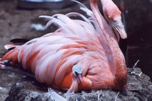 Pink Flamingo and Baby