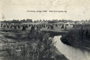 Kentucky Hemp Field