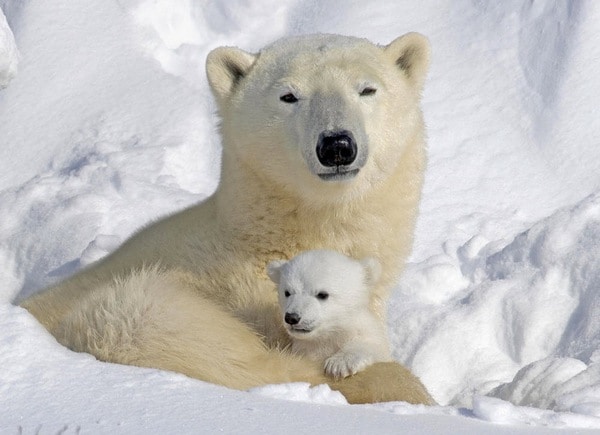 Polar Bear and Cub