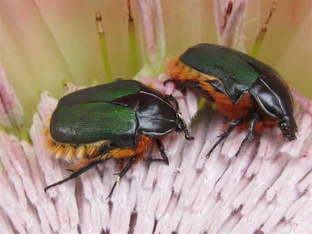 Protea Beetle