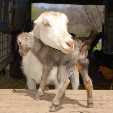 Goat and Baby