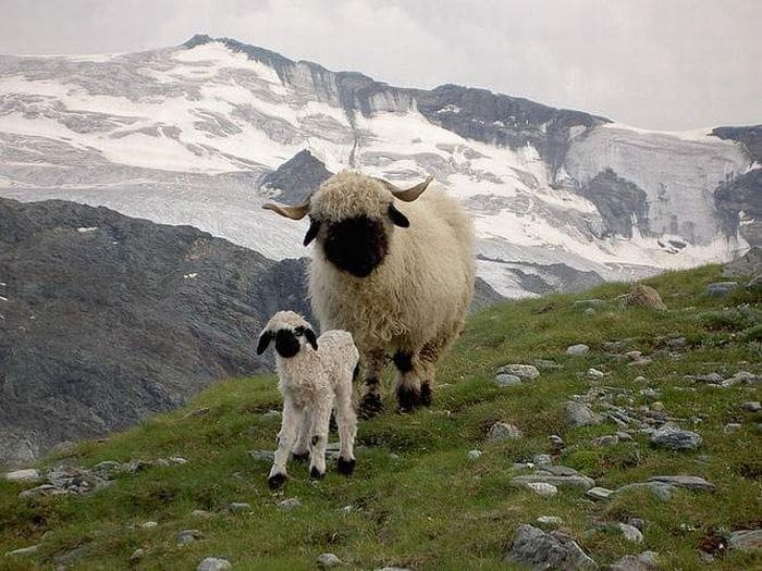 Sheep Mother