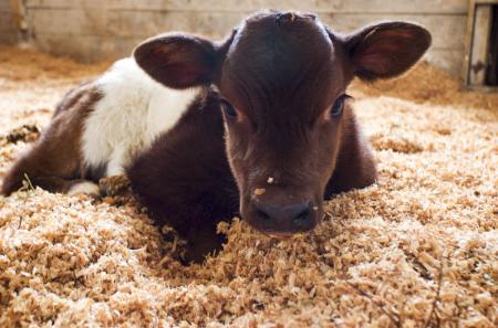 Calf