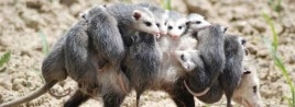 Possum Mother and Babies