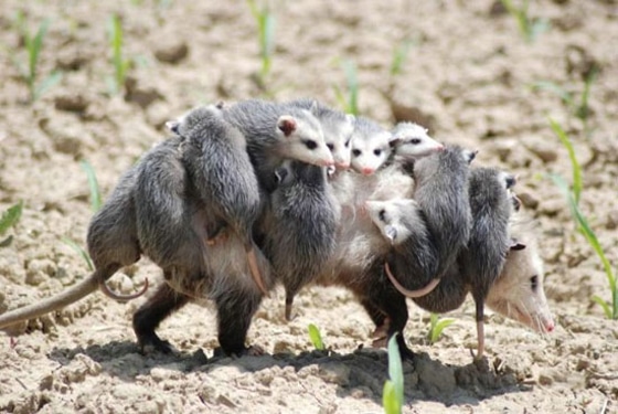 Possum Mother and Babies