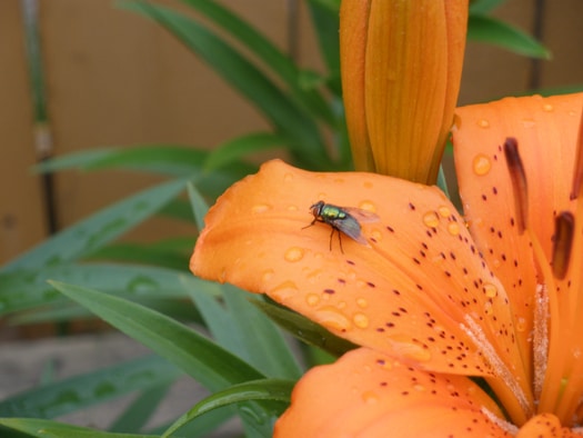 Fly on Lilly