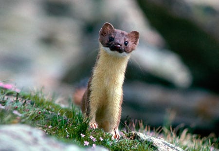 Weasel