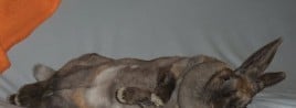 Relaxing Cute Bunny Pictures