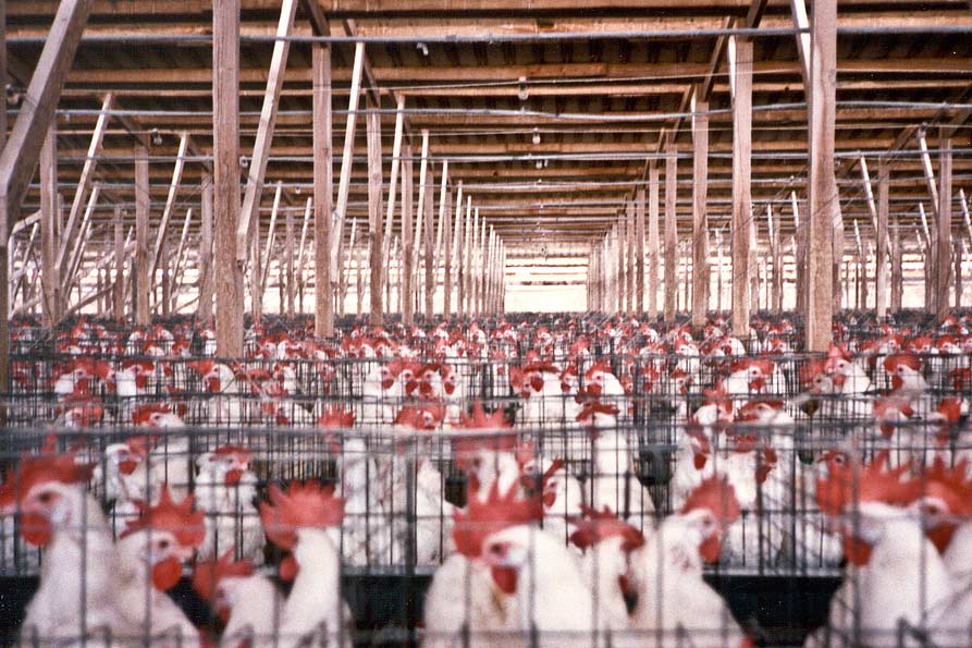 battery-cages vegan