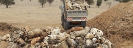 Africa Cows