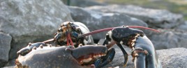 Lobster