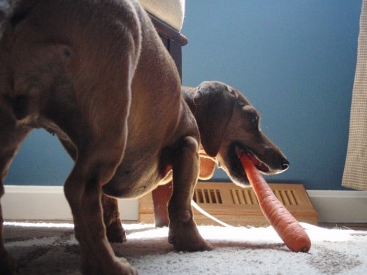 Veggie Dog