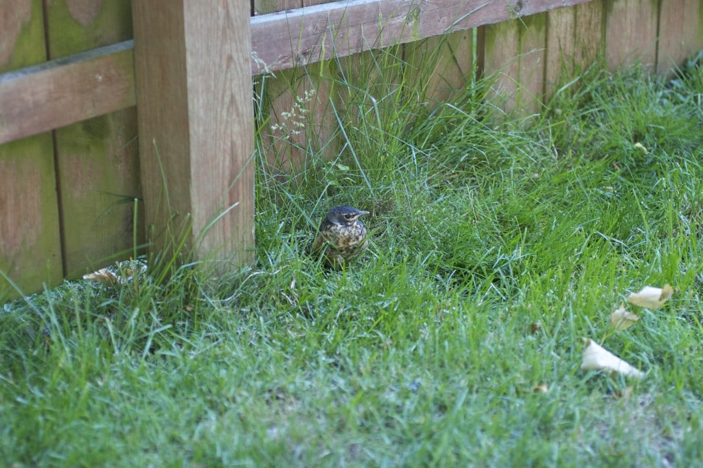 Robin Fledgling