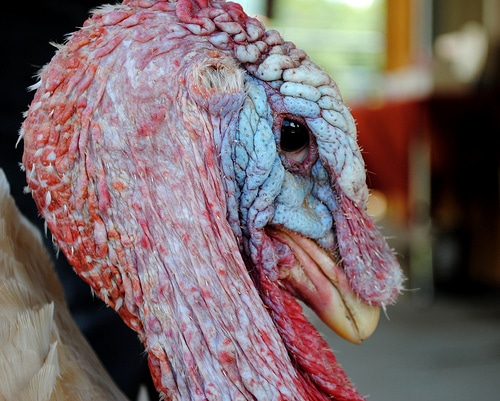 Turkey at Woodstock Animal Sanctuary