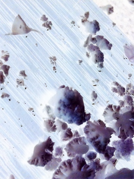 Photo Credit | Charleen Angle Title | Florets Series | Vegan Detritus