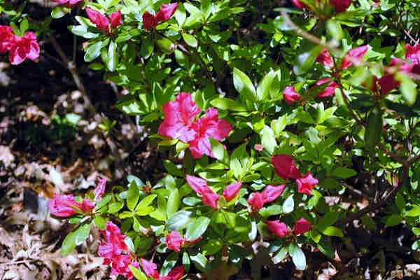 Spring