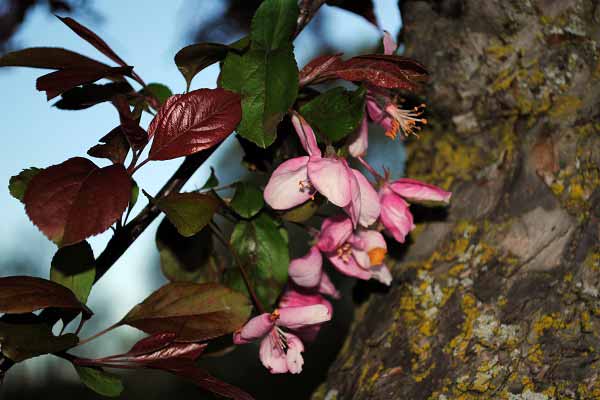 Spring
