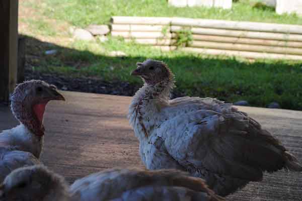 Photo credit: the turkeys at Woodstock Farm Animal Sanctuary
