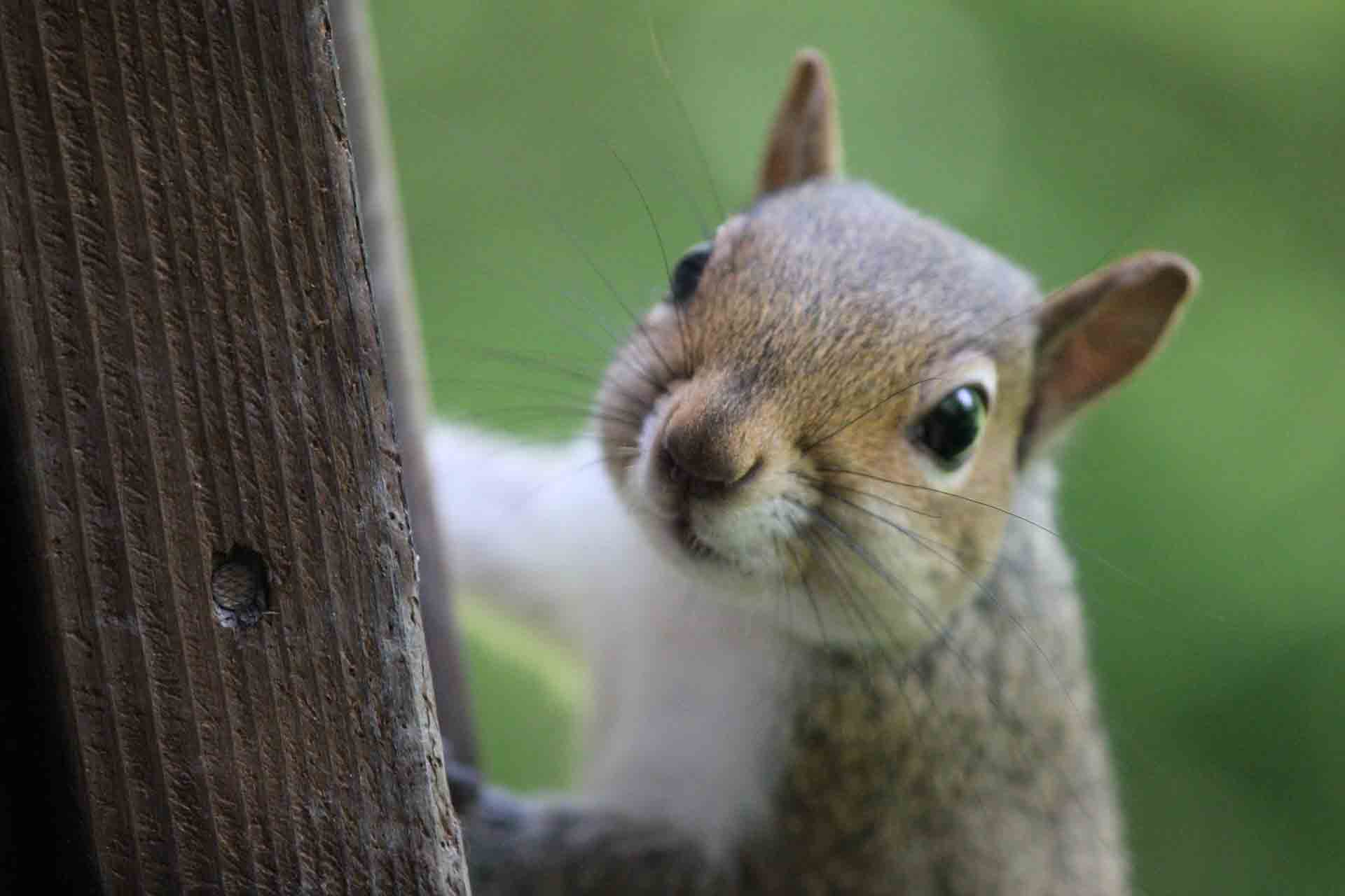 https://www.yourdailyvegan.com/wp-content/uploads/2013/05/close-up-squirrel.jpg