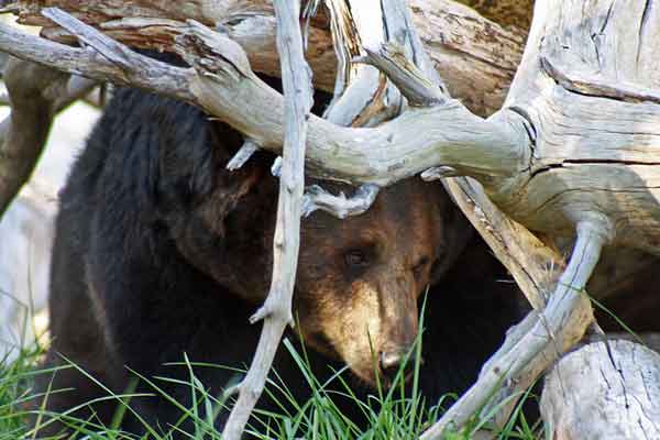 BearZoo
