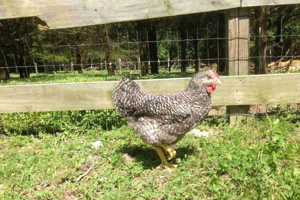 FTA Hen