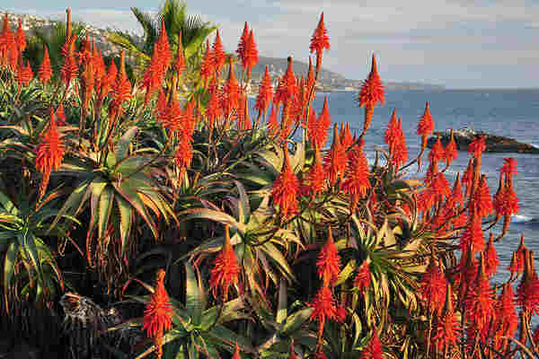 aloe plants