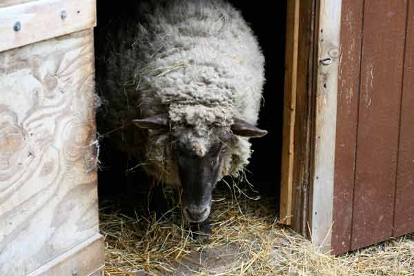sheep