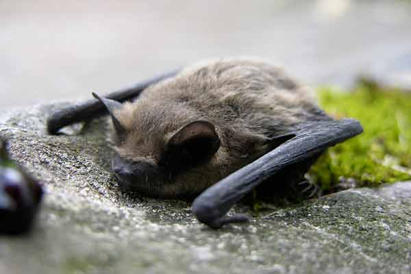 Bats