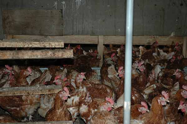 Cage Free Chickens, Exploited Animals