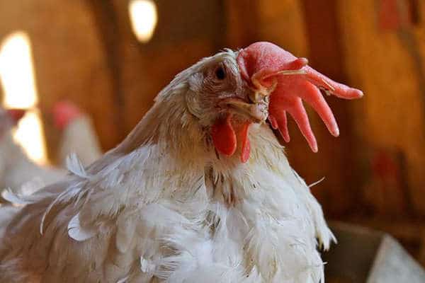Freedom Hen