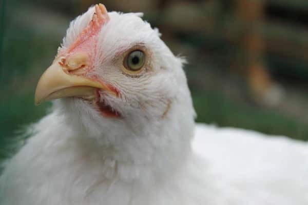 Harvest Home Hen