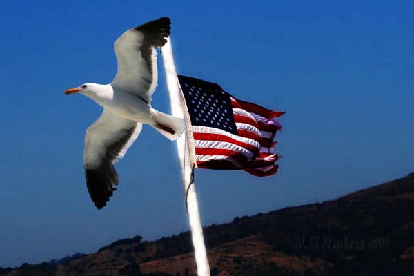 US Flag & Bird